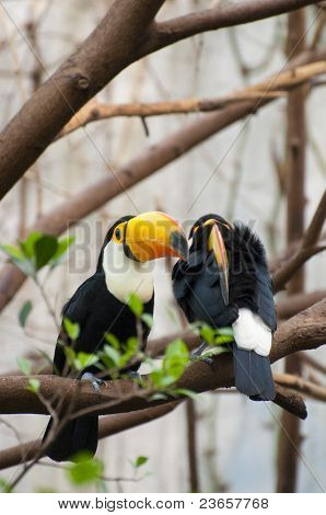 Bild von einem Tucan mit schönen Farben.