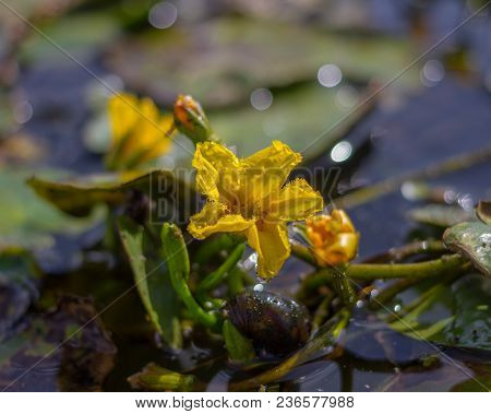 Fringed Water-lily Nymphoides Peltata . Fringed Water Lily, Yellow Floating Heart, Water Fringe