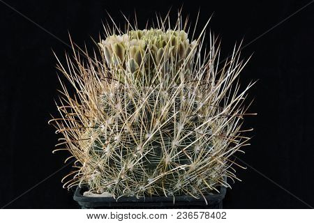 Cactus Ancistrocactus Scheeri With Flower Isolated On Black.