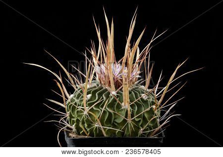 Cactus Echinofossulocactus Brachycentrus With Flower Isolated On Black.