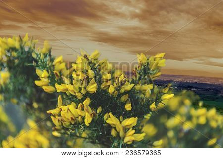 Red Sunset Behind The Cytisus Scoparius - Natural Scenery
