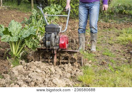 Senior Farmer Gardener Working In The Garden With Rototiller , Tiller Tractor, Cutivator, Miiling Ma