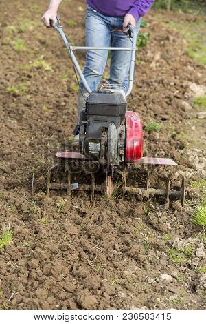 Senior Farmer Gardener Working In The Garden With Rototiller , Tiller Tractor, Cutivator, Miiling Ma