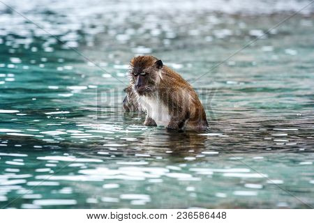 Macacus Swimming For Food From Tourist In Monkey Beach, Phi Phi Island, Thailand.