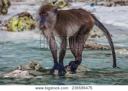 Macacus Swimming For Food From Tourists In Monkey Beach, Phi Phi Island, Thailand.