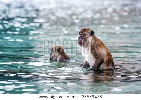 Macacus Swimming For Food From Tourist In Monkey Beach, Phi Phi Island, Thailand.