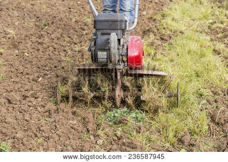 Senior Farmer Gardener Working In The Garden With Rototiller , Tiller Tractor, Cutivator, Miiling Ma