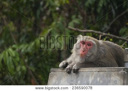 Formosan Macaque In Mountains Of Kaohsiung City, Taiwan, Also Called Macaca Cyclopis.
