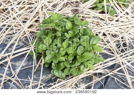 Young Strawberry Plants Growing On A Bed Of Straw Mulch