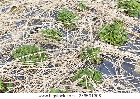 Young Strawberry Plants Growing On A Bed Of Straw Mulch