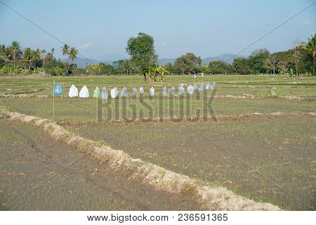Rice Fields In Rural Chiang Mai, Thailand, With Line Of Assorted Plastic Bags Strung Over The New Gr