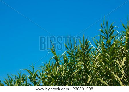 Exotic Trees, Tropical Greenery.wind Blowing Green Reeds In Summer. View To Beautiful Green Reeds In