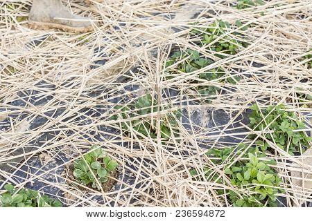 Young Strawberry Plants Growing On A Bed Of Straw Mulch, With The Hand Of The Gardener Senior.