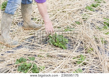 Young Strawberry Plants Growing On A Bed Of Straw Mulch, With The Hand Of The Gardener Senior.