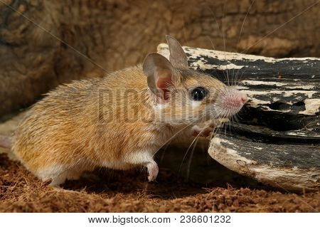 Closeup Young Female Spiny Mouse (acomys Cahirinus) Hunts On Insect