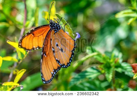 Beautiful Orange Butterfy Sitting On Green Stick In Garden Close