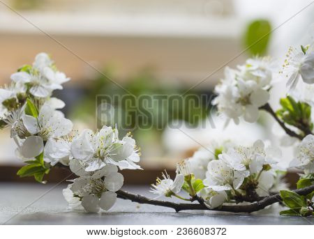 Close Up Blooming Apple Blossom Flower Twing On Table, Selective Focus, Blurred Background