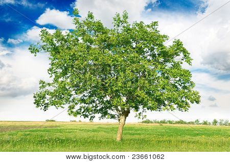 Europæisk valnød (Juglans regia)