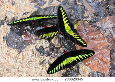 A group of Trogonoptera albescens brookiana butterfly is gathering fresh water on the soil,  Malaysia