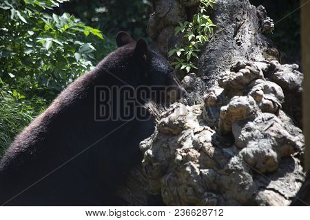 Louisiana Black Bear