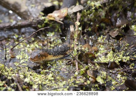 Broad-banded Water Snake Swimming