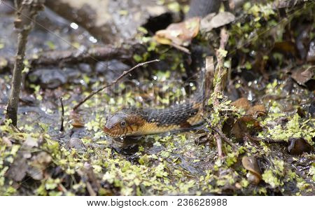 Broad-banded Water Snake Swimming