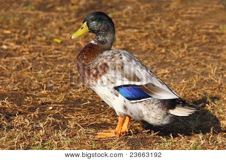 Duck