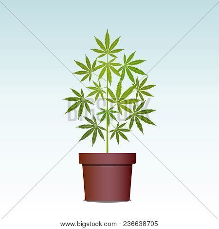 Marijuana Or Cannabis Plant In Pot. Herbs In A Pot. Growing Cannabis. Drug Consumption, Marijuana Us