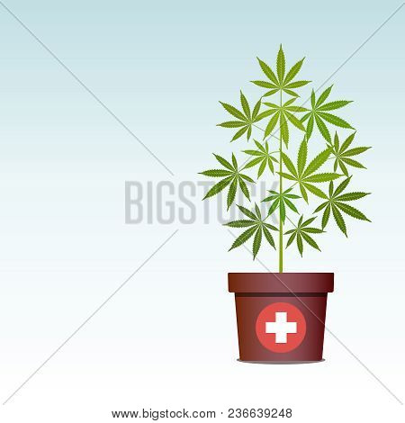 Medical Marijuana Or Cannabis In Pot. Green Herbs In A Pot. Growing Cannabis. Drug Consumption, Mari