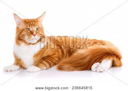 Mainecoon Thoroughbred Cat On A White Background. Purebred Cat. Well-groomed Kitten. Pet, Comfort An