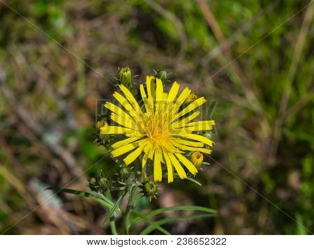Flower Of Crepis Tectorum Or Narrowleaf Hawksbeard Close-up With Bokeh Background, Selective Focus, 