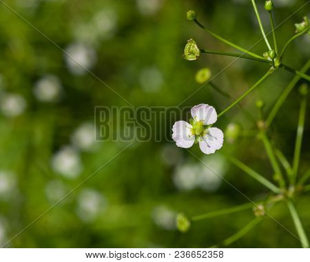 Flowers Of European Water-plantain Or Alisma Plantago-aquatica Close-up, Selective Focus, Shallow Do