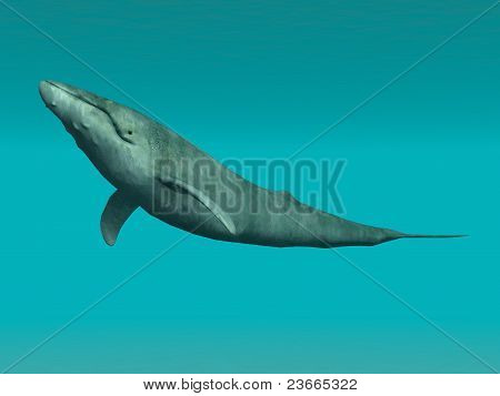Wieloryb