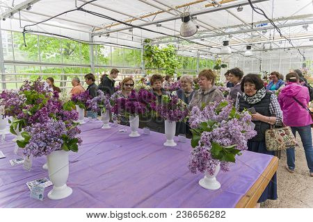 Moscow, Russia - May 31, 2017: Exhibition Of Lilacs In Aptekarsky Ogorod (branch Of The Botanical Ga
