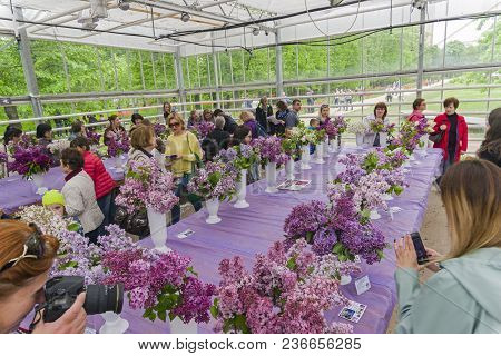 Moscow, Russia - May 31, 2017: Exhibition Of Lilacs In Aptekarsky Ogorod (branch Of The Botanical Ga