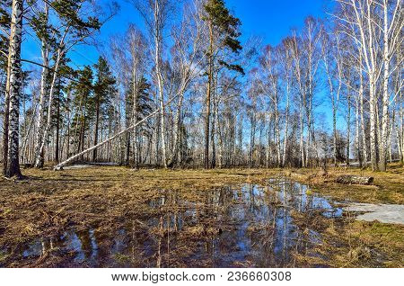 Early Spring Landscape At The Adge Of White Birch Forest With Patch Of Melting Snow And Puddle Of Me