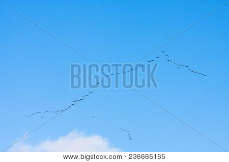 flock of migrating