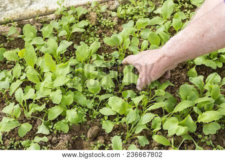 Young Small Radish Plants With Hand Of Senior Garden. Permaculture In France