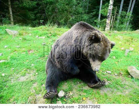 Brown Bear Reservation, Carpathian Bear Sits Near Forest.