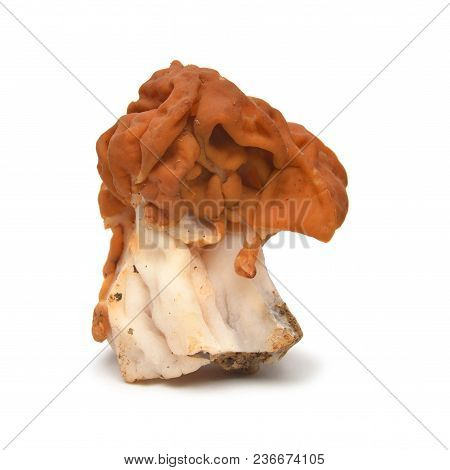 The False Morel Mushroom, Gyromitra Gigas Known As Snow Morel, Calf Brain Or Bull Nose