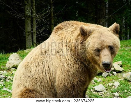Brown Bear Reservation Sits Near Carpathian Forest