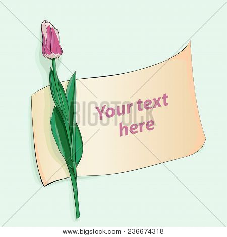 Beautiful Pink Tulip With Piece Of Paper For Your Text