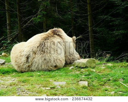 Brown Bear Reservation Near Carpathian Forest In Ukraine