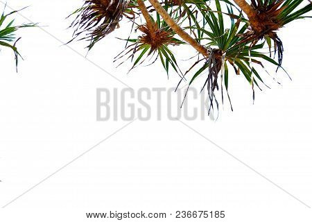 Top View Dessert Plant Branch Leaf At The Dune Sand On White Isolated Background For Backdrop Patter