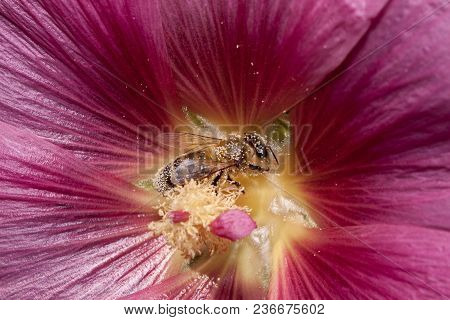 Honey Bee Is Gathering Pollen From A Mallow Flower. Animals In Wildlife. Sunny Summer Day.