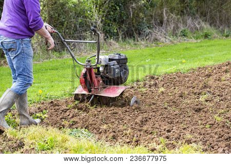 Senior Farmer Gardener Working In The Garden With Rototiller , Tiller Tractor, Cutivator, Miiling Ma