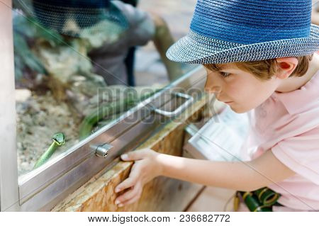 Little Kid Boy Admire Poisonous Green Snake In Terrarium Through The Glass In Zoo. Happy School Chil