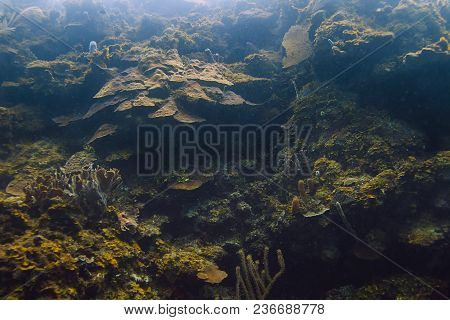 Great Coral Wall