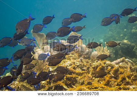 School Of Blue Tang Fish