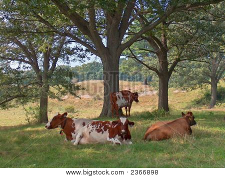 New England Pastoral Scene